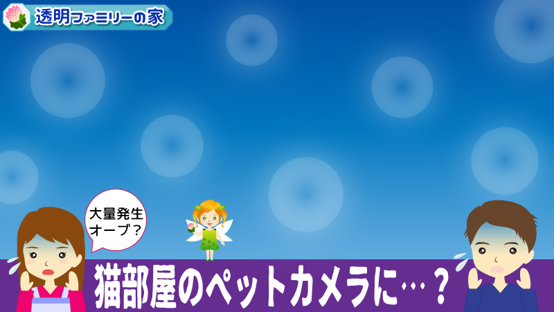 猫部屋にオーブが…?